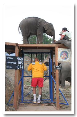 Sri Chinmoy lifts a second baby elephant Sri Chinmoy lifts a second baby elephant